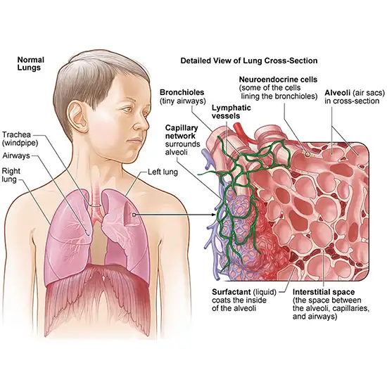 hypersensitivity pneumonitis screen
